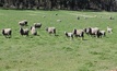 Wild winds to hit sheep farmers