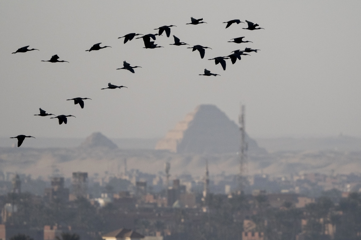 EGYPT-CAIRO-MIGRATORY BIRDS