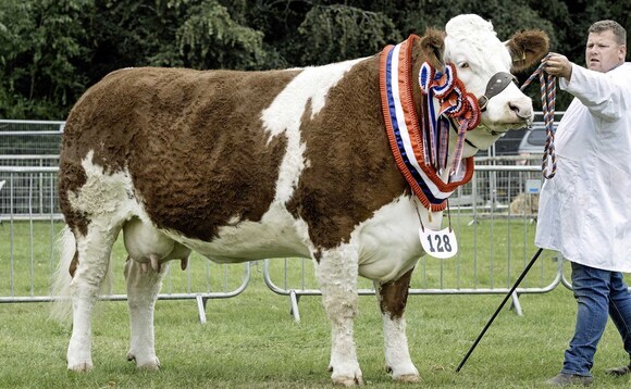 Nifty leads Turriff Show beef line-up