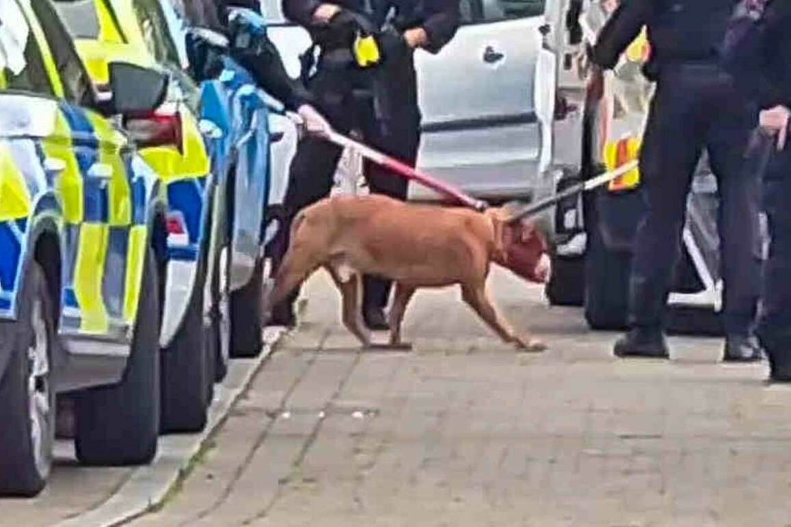 Baby and two adults rushed to hospital after dog attack- Armed police swarm residential street