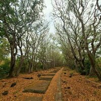 Tumbuhan ternyata juga bisa berpuasa: Bagaimana caranya?