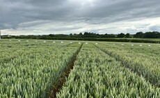 Wheat varieties for the West - what to consider this season