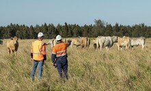 Miners and cattle at Liddell. Credit: Glencore