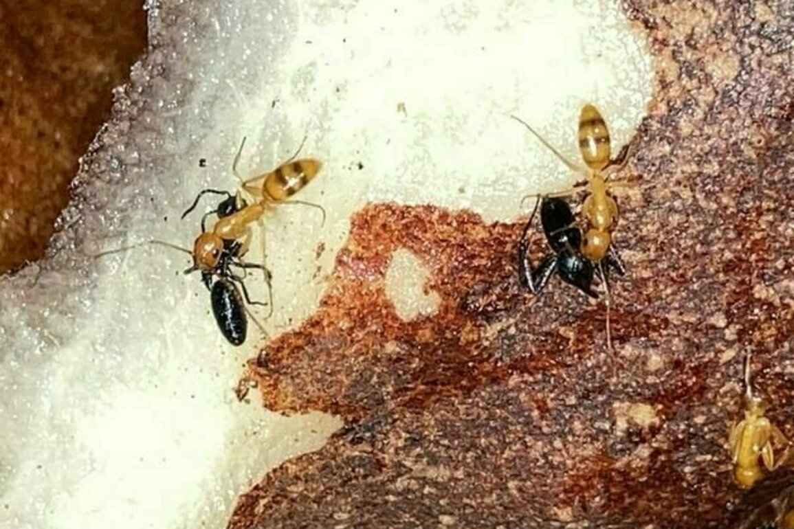 This tropical plant builds isolated 'apartments' to prevent battles among the aggressive ant tenants it relies on for survival