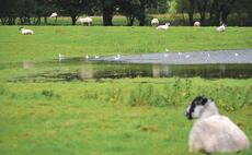 'This is not a new flukicide' - cattle and sheep farmers warned on special import certified products