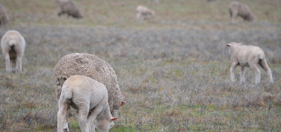 Sheep producers now have access to new scanning and pregnancy resources for sheep.