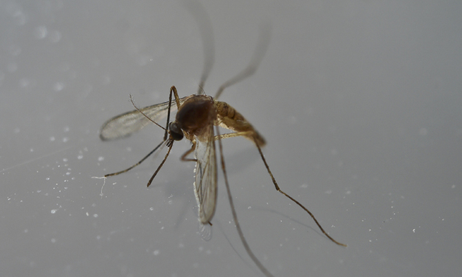 Zika spreads in Africa for first time: WHO Zika spreads in Africa for first time: WHO