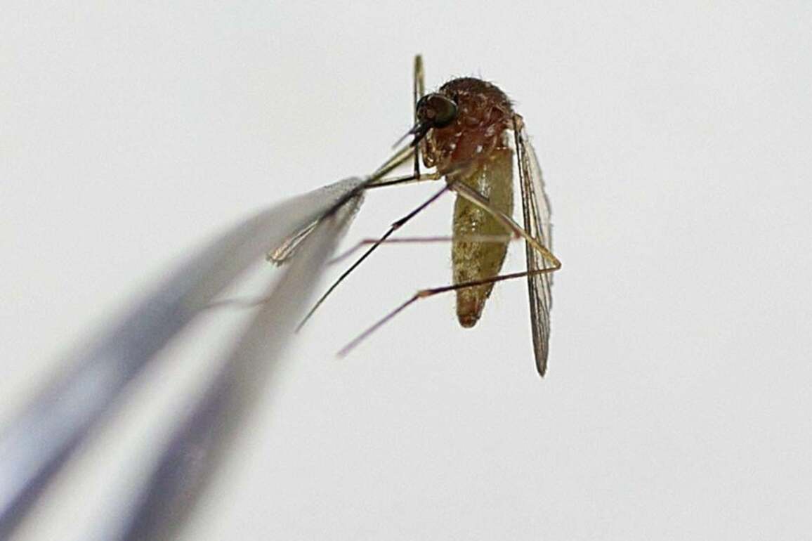 Damage from St. Louis tornado could make mosquitos worse
