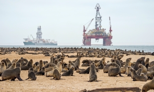 A seals colony against an ocean near Walvis bay, Namibia, with a diamond mining vessel in the background.