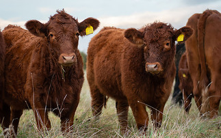 Beef and dairy could be biggest losers in switch to lab-grown products, claims new study