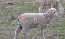 Taking the pain out of lamb marking