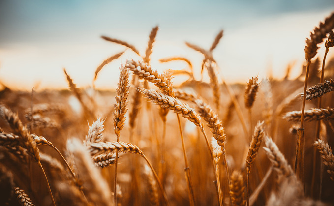 The UK had its second smallest wheat crop in 40 years in 2024