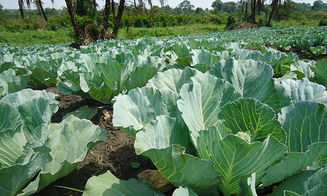 Diversification kept Ssemambo in business Diversification kept Ssemambo in business