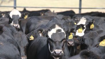 Cattle suitable for the European Union market must be lifetime traceable, hormone-free and capable of meeting market carcase specifications.