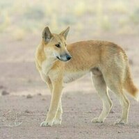 Farmers fear dingoes are eating their livestock - but predator poo tells an unexpected story