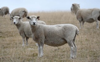 Herefordshire Romney flock proves its worth in low-input system