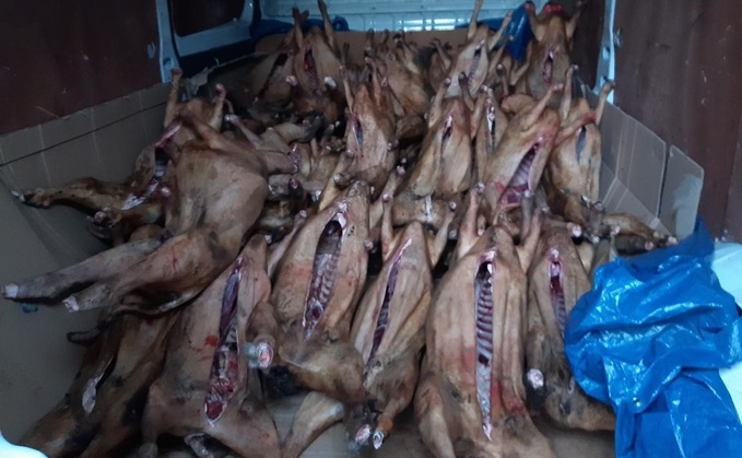 Five men were arrested after 48 illegal sheep carcasses were found in a van. Credit FSA