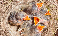 Baby birds arrive at Chandlers on lorry delivery