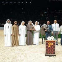 Abu Dhabi International Arabian Horse Championship opens with 369 entries