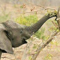 Les elephants font-ils des gestes deliberes pour demander quelque chose ? Notre etude repond par l'affirmative
