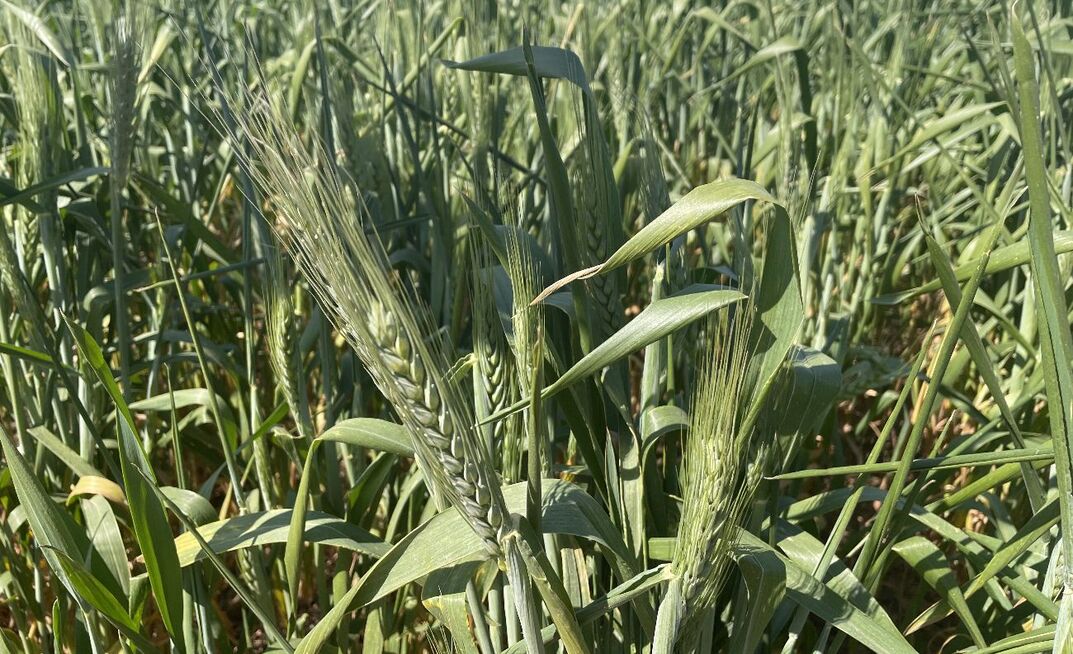 ACCC won't stand in the way of the Elders/Delta merger - despite concerns being raised about the potential impact on farm input costs.