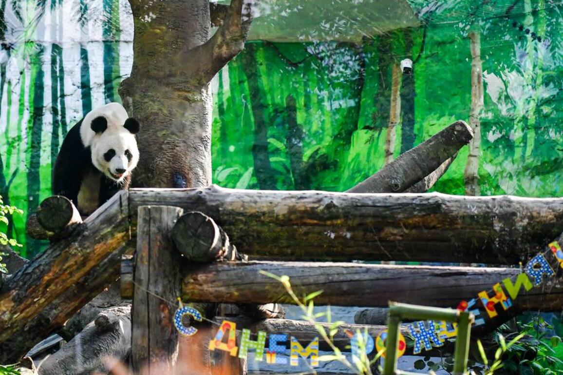Feature: Moscow Zoo celebrates birthdays of panda couple with cultural extravaganza