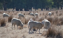 Australian Wool Innovation review calls for submissions