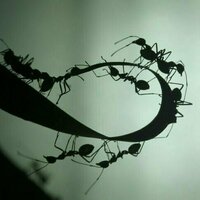 As human teams get bigger, they get less efficient. But these ants have found a solution