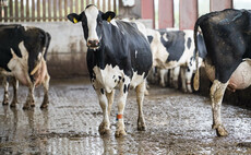 Early lameness detection is key in dairy herds