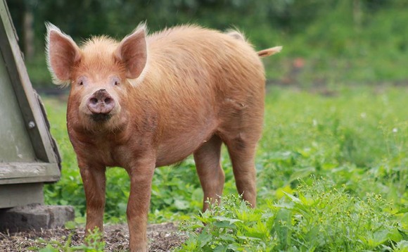 New watchlist highlights rarest UK breeds