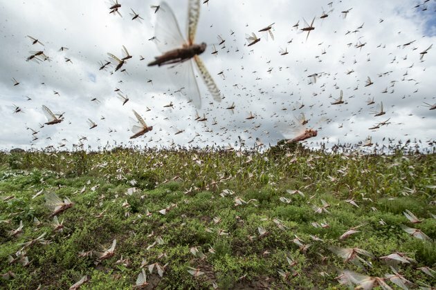 Plague of Locusts Attacking Crops in Horn of Africa