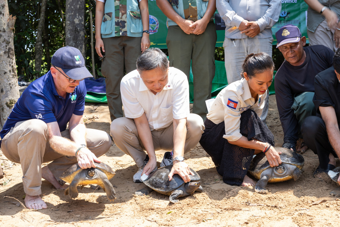 CAMBODIA-PREAH SIHANOUK-TURTLE-RELEASE