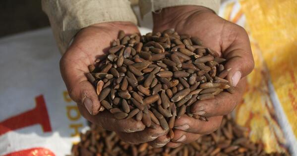 Afghanistan sees record pine nut harvest, workers struggle as prices drop