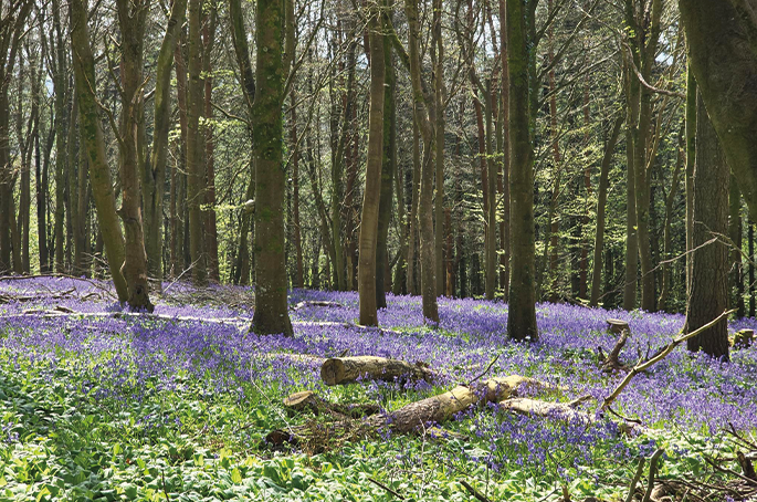 Kingsettle Wood