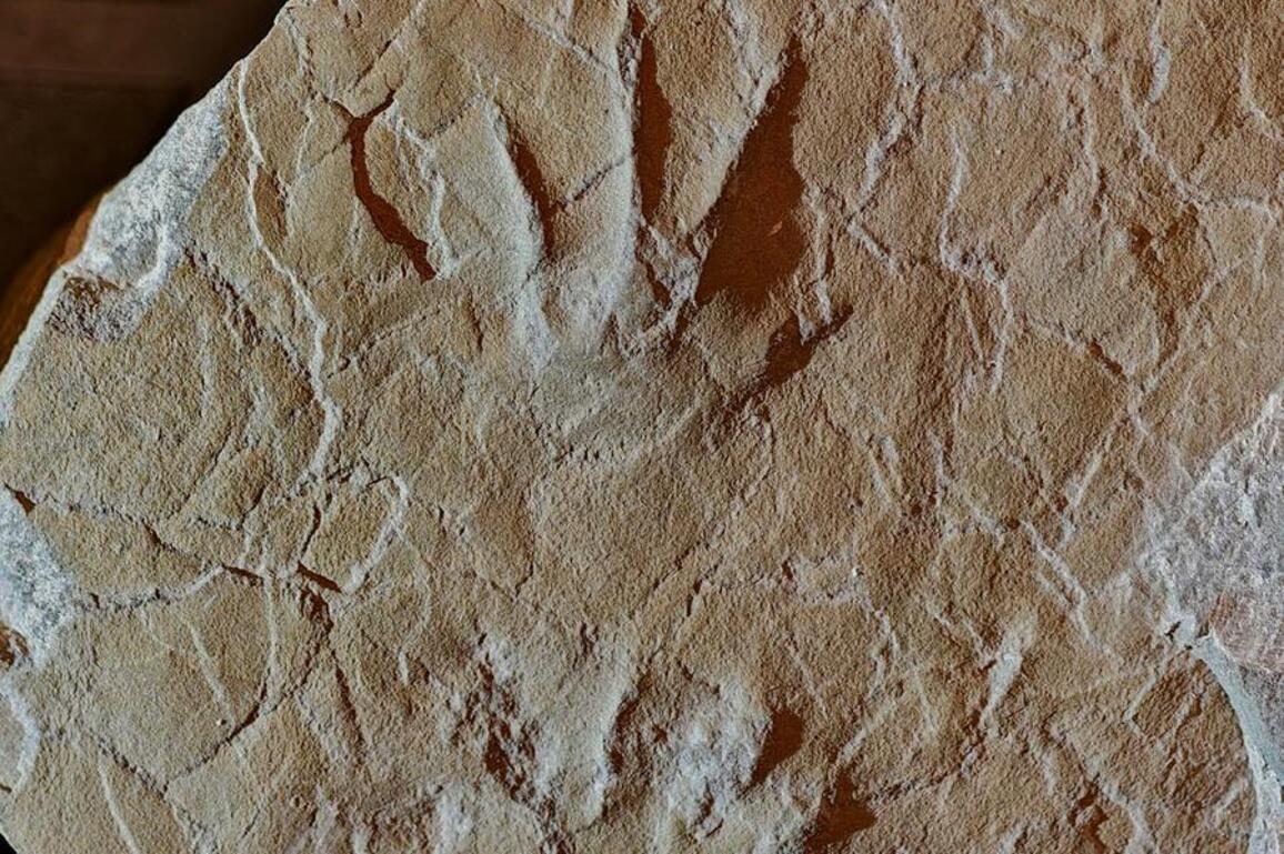 First amphibian footprints from Jurassic of Asia discovered in Beijing