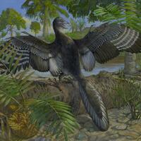 Chinese-American research team reveals new details about world's "original bird"