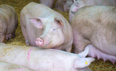 Cranswick shares drop after alleged pig abuse footage
