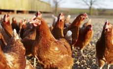 Northern Irish farmers urged to tighten biosecurity after bird flu case