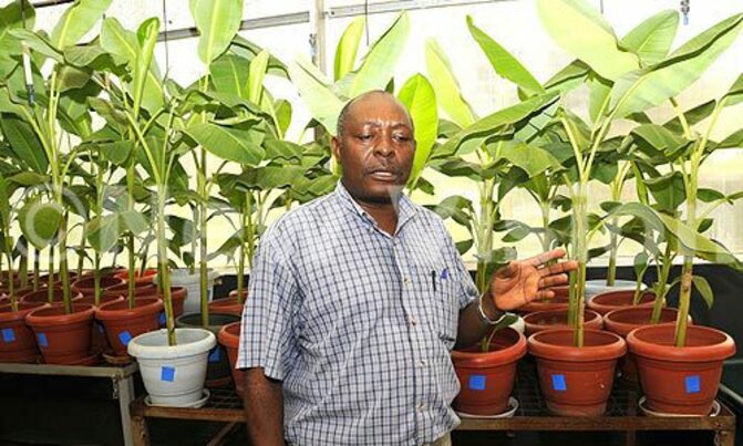 Kawanda develops wilt resistant banana varieties Kawanda develops wilt resistant banana varieties