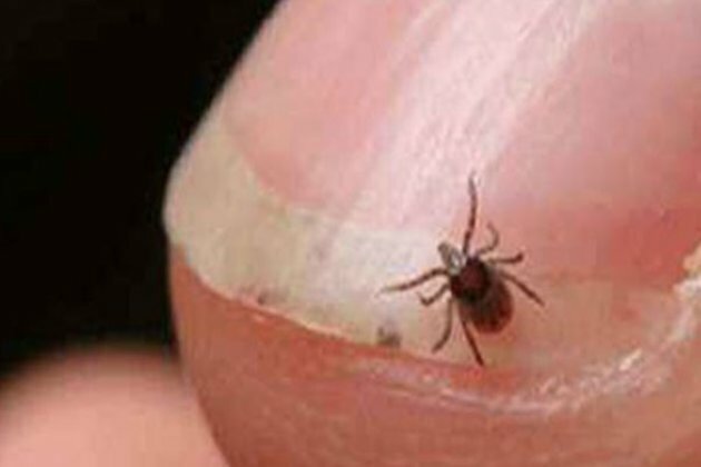 Odisha Govt on alert mode after Scrub Typhus kills 5 people