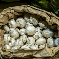 Examining mushrooms under microscopes can help engineers design stronger materials
