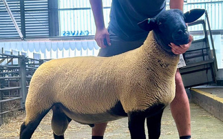 Averages up at Exeter's Great July Sheep Fair