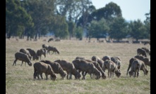  Sheep and mutton production records have been broken. Picture Mark Saunders.