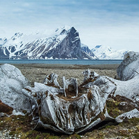 Ancient whale skeletons unearthed by Russian scientists as arctic glacier retreats
