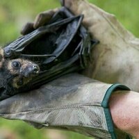 Yes, spectacled flying foxes are noisy and drop poo everywhere. But our rainforests need them
