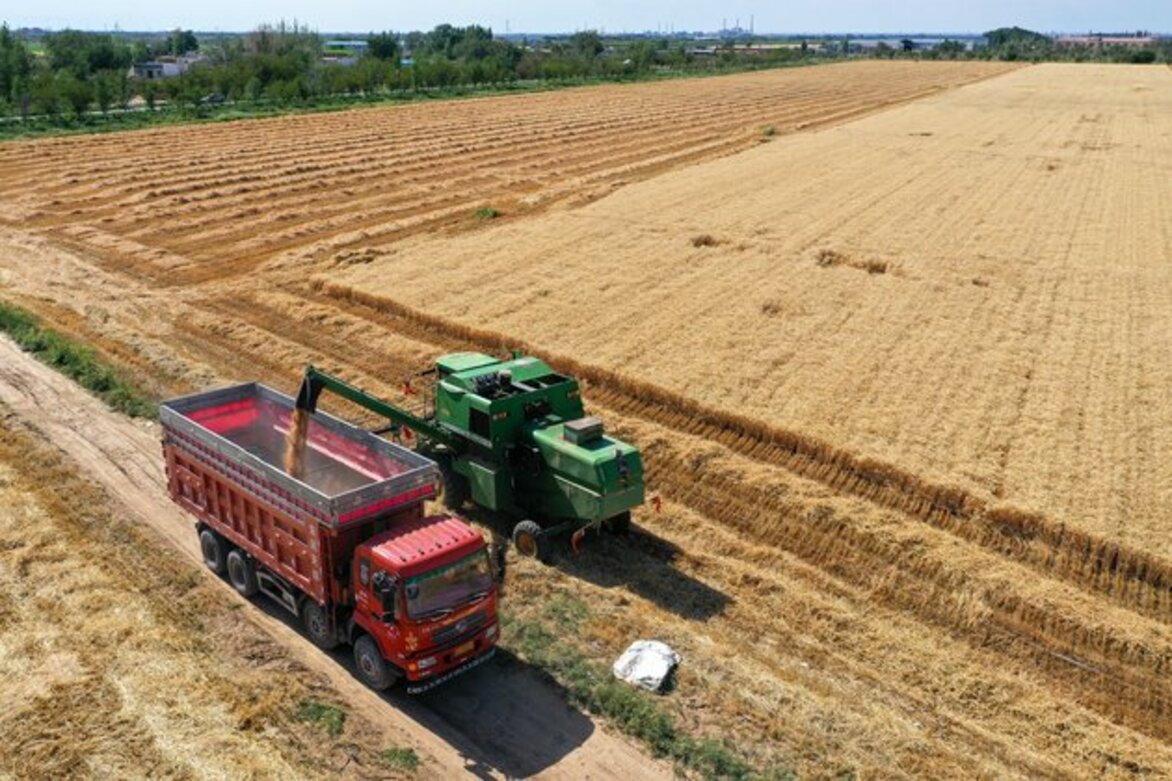 CHINA-XINJIANG-QITAI COUNTY-WHEAT-HARVEST (CN)