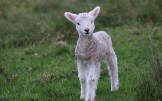 Getting the most from cade lambs