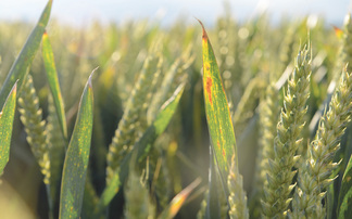 Managing BYDV this season starts at the green bridge