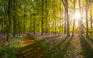 Green Tories back plans to boost UK woodlands