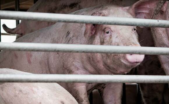 China downplays threat of new swine flu strain
